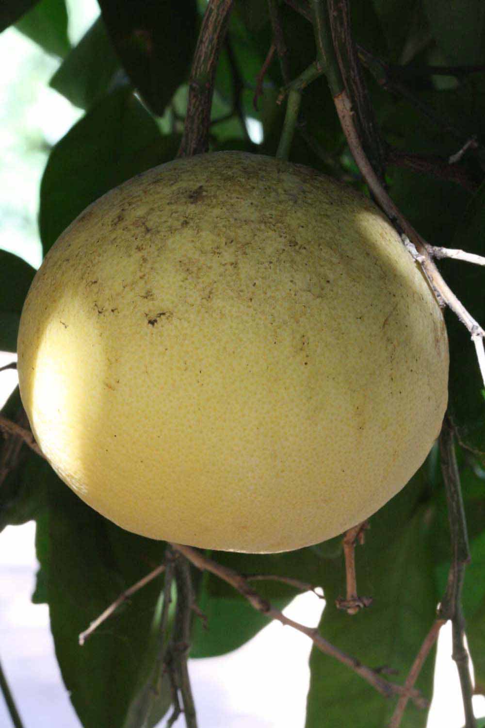            Fruit (Riverside, CA)   